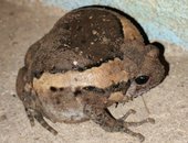 Frog 2K