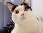 Babecatreacts